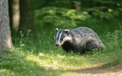 The Defence Toolkit – May 2, 2026: Persistent Badgering